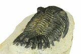 Bargain, Hollardops Trilobite Fossil - Ofaten, Morocco #287472-3